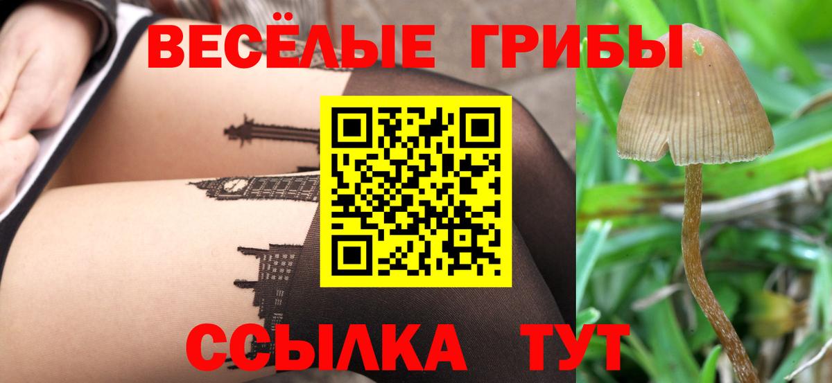 Галлюциногенные грибы Psilocybine cubensis  Балашиха  Псилоцибиновые грибы прущие грибы 